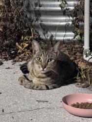 Found/Stray Unknown Cat last seen N Macdill Ave and W Haya St, Tampa, FL 33614