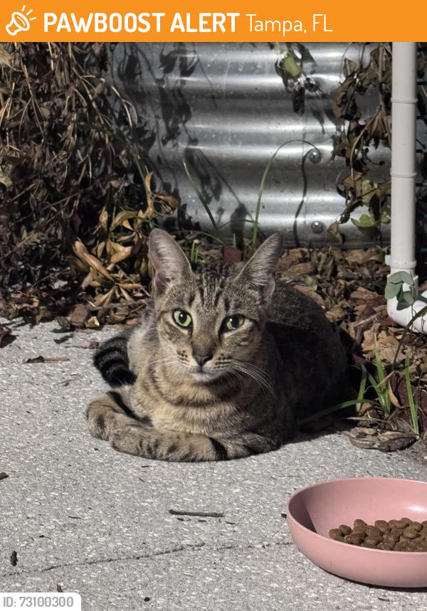 Found/Stray Unknown Cat last seen N Macdill Ave and W Haya St, Tampa, FL 33614