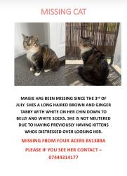 Lost Female Cat last seen Four Acers Road, Bristol City, England BS13 8RA