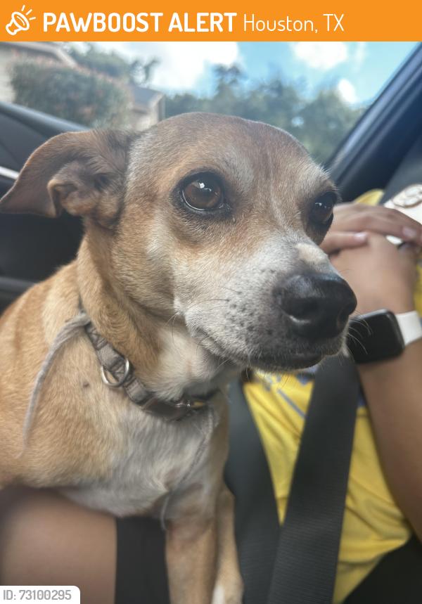 Found/Stray Male Dog last seen Barker cypress, Huffmeister, Houston, TX 77095