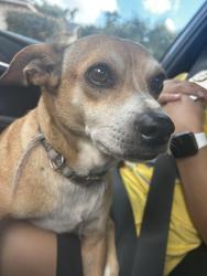 Found/Stray Male Dog last seen Barker cypress, Huffmeister, Houston, TX 77095