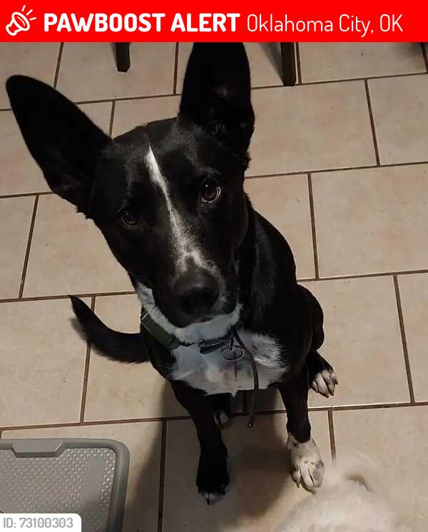 Lost Male Dog last seen Near Crestmoor Dr. Moore, OK 73160, Oklahoma City, OK 73160