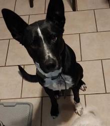 Lost Male Dog last seen Near Crestmoor Dr. Moore, OK 73160, Oklahoma City, OK 73160