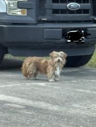 Found/Stray Unknown Dog last seen Whitby and Westgrove, San Antonio, TX 78240