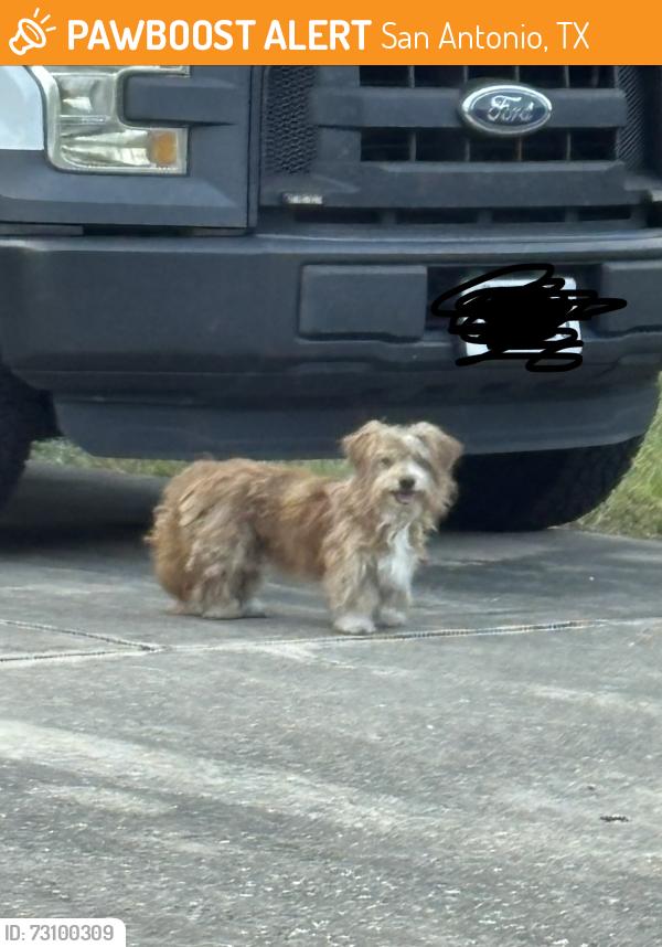 Found/Stray Unknown Dog last seen Whitby and Westgrove, San Antonio, TX 78240