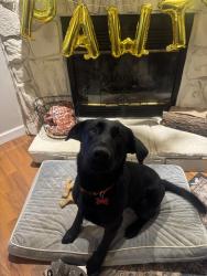 Lost Male Dog last seen Crossroads church, Hueytown, AL 35023