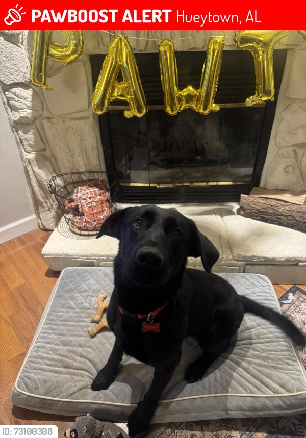 Lost Male Dog last seen Crossroads church, Hueytown, AL 35023