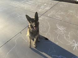 Found/Stray Female Dog last seen Ottowa rd and Franceska rd, Apple Valley, CA 92308