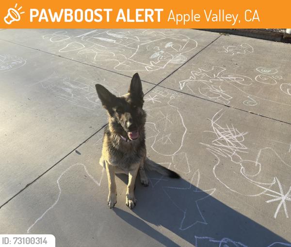 Found/Stray Female Dog last seen Ottowa rd and Franceska rd, Apple Valley, CA 92308