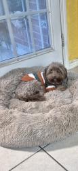 Lost Male Dog last seen Springwood dr mesquite, Mesquite, TX 75181