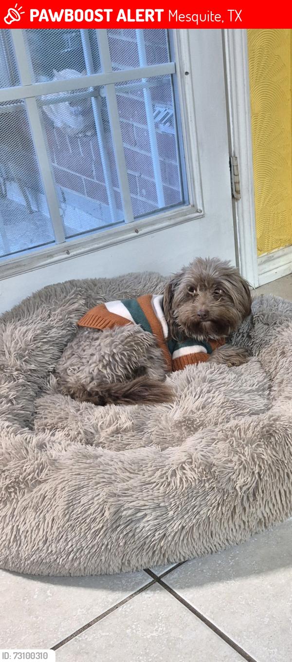 Lost Male Dog last seen Springwood dr mesquite, Mesquite, TX 75181