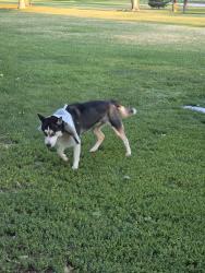 Found/Stray Male Dog last seen Comanche and Alvarado near the east end of the park, Albuquerque, NM 87110