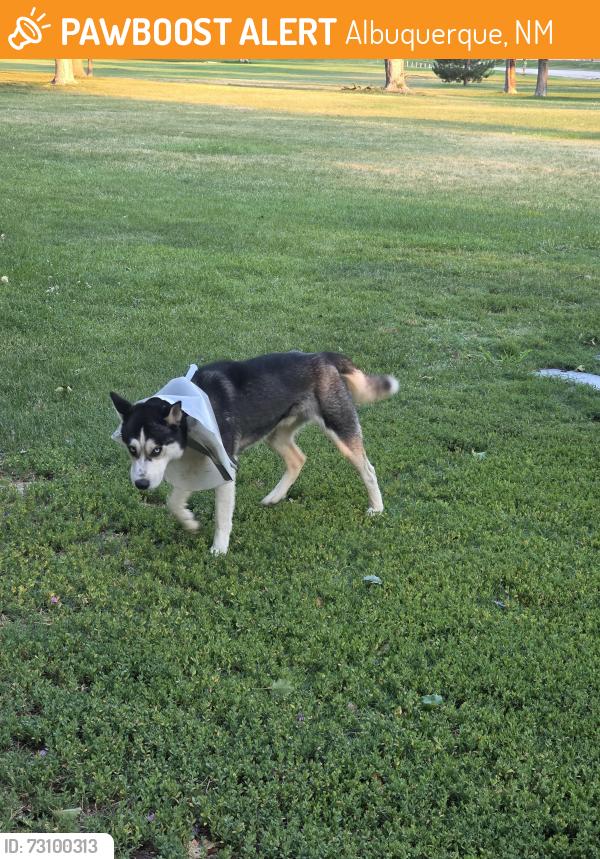 Found/Stray Male Dog last seen Comanche and Alvarado near the east end of the park, Albuquerque, NM 87110