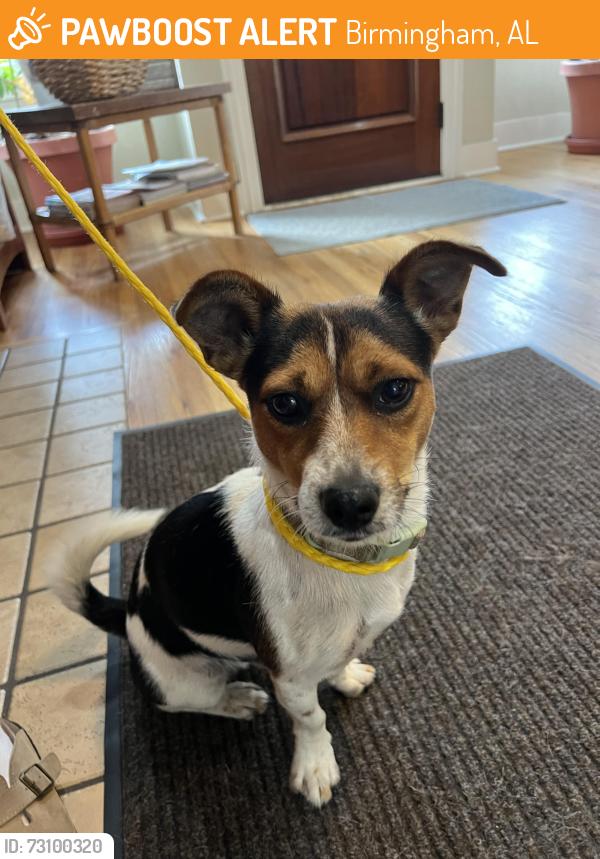 Found/Stray Male Dog last seen George ward park, Birmingham, AL 35205