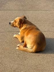 Found/Stray Male Dog last seen Near Hwy 31 West Tyler TX 75709, Tyler, TX 75709