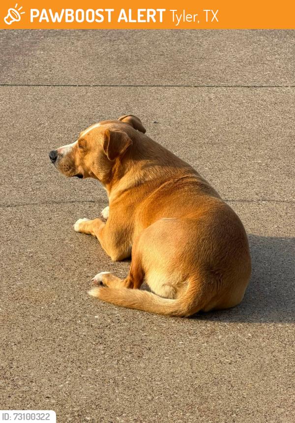 Found/Stray Male Dog last seen Near Hwy 31 West Tyler TX 75709, Tyler, TX 75709