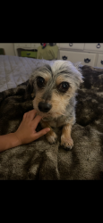 Reunited Male Dog last seen West Rd, Cypress, TX 77433