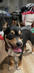 Reunited Female Dog last seen East Geer St., Durham, NC 27704