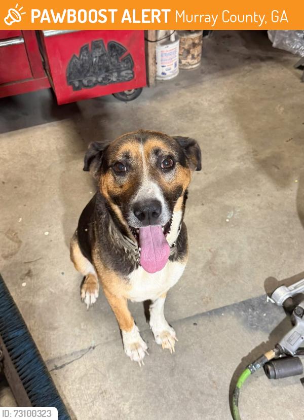 Found/Stray Female Dog last seen Casey Springs Community Church, Murray County, GA 30705