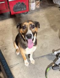 Found/Stray Female Dog last seen Casey Springs Community Church, Murray County, GA 30705