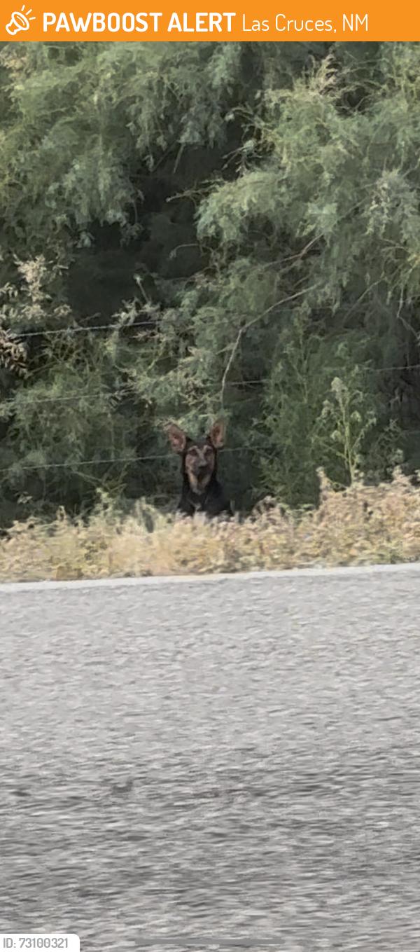 Found/Stray Unknown Dog last seen right across the street from 22205 nm 185, hiding along roadside brush, Las Cruces, NM 88007