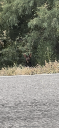 Found/Stray Unknown Dog last seen right across the street from 22205 nm 185, hiding along roadside brush, Las Cruces, NM 88007