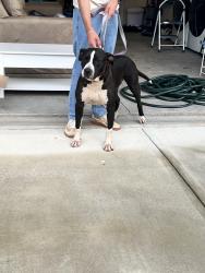 Reunited Male Dog last seen Auburn Woods Dr, Auburn, GA 30011