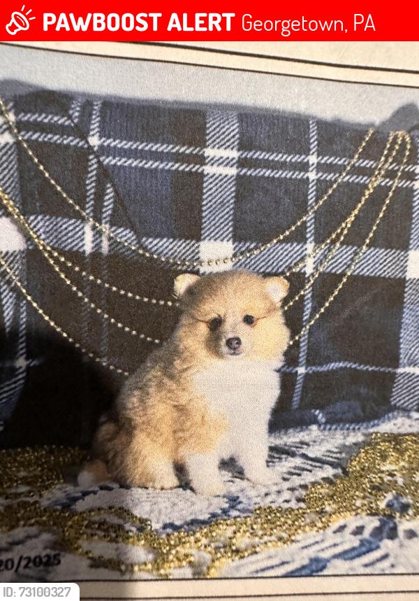 Lost Female Dog last seen Clover Hill Rd Christiana, Georgetown, PA 17509