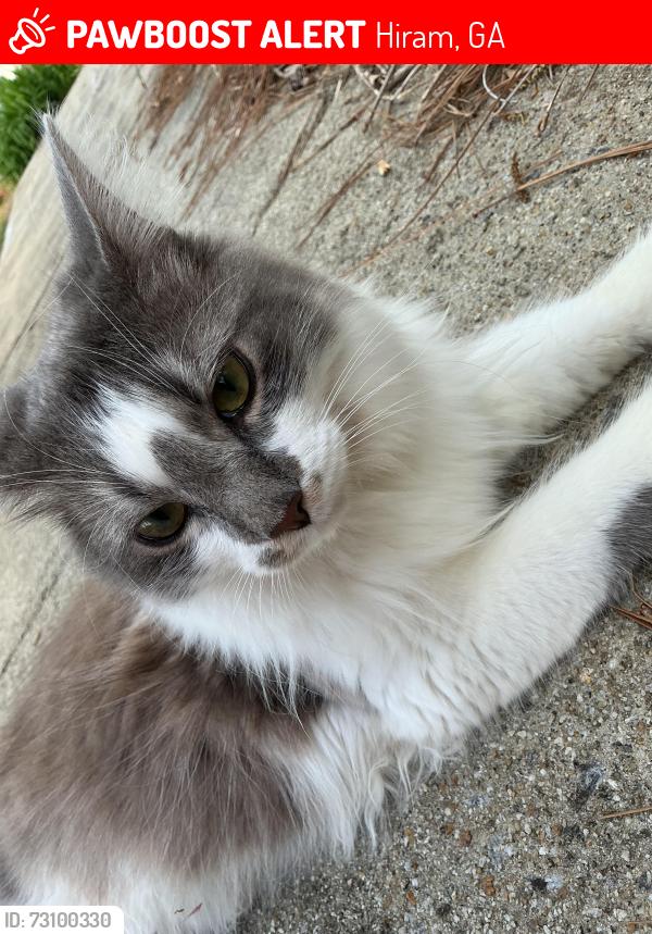 Lost Male Cat last seen Ridge Road, Garmon Road, Nebo Road, Hiram, GA 30141