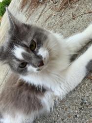 Lost Male Cat last seen Ridge Road, Garmon Road, Nebo Road, Hiram, GA 30141