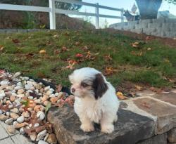 Lost Female Dog last seen Friend ship store, Hiawassee, GA 30546