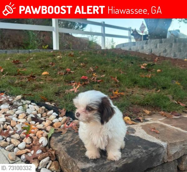 Lost Female Dog last seen Friend ship store, Hiawassee, GA 30546