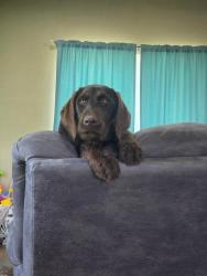 Reunited Female Dog last seen CR 265 and Cr 286, Collinsville, TX 76233