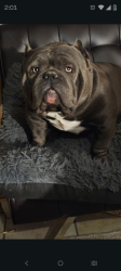Lost Male Dog last seen Chico and Elizabeth, Albuquerque, NM 87123