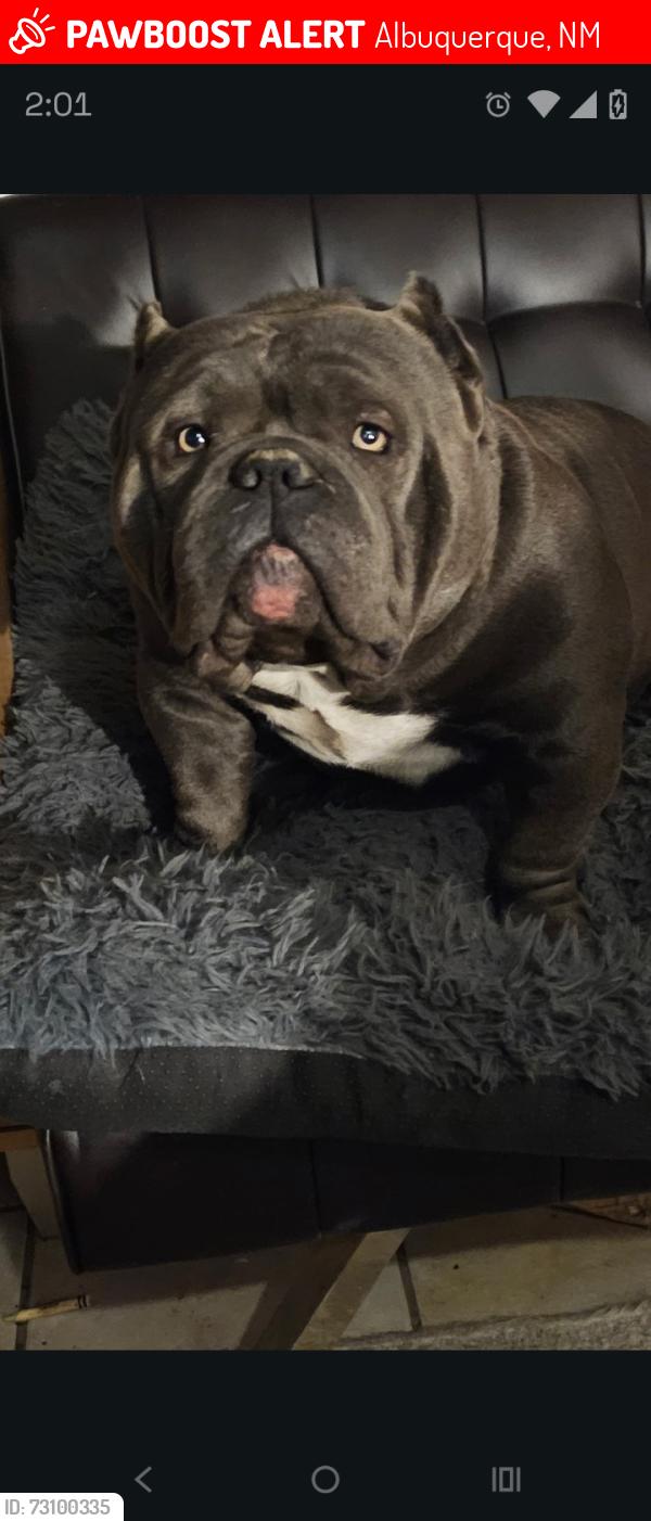 Lost Male Dog last seen Chico and Elizabeth, Albuquerque, NM 87123