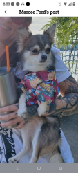 Lost Male Dog last seen Lenox ave, Jacksonville, FL 32205