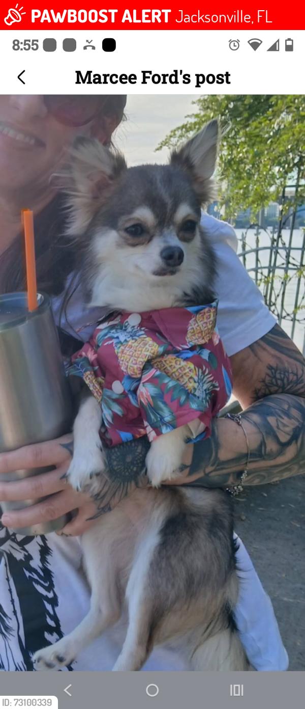 Lost Male Dog last seen Lenox ave, Jacksonville, FL 32205