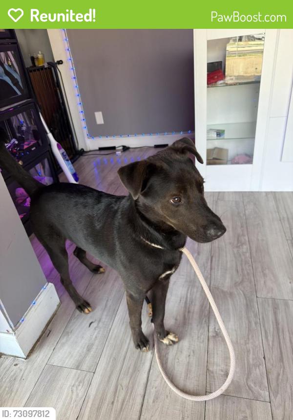 Reunited Male Dog last seen V.I.P. Grooming , Lithia Springs, GA 30122