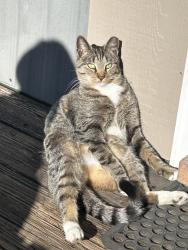 Lost Male Cat last seen Middle valley, Chattanooga, TN 37343