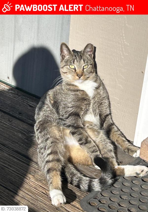 Lost Male Cat last seen Middle valley, Chattanooga, TN 37343