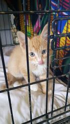 Lost Male Cat last seen Near stonecress street, Victorville, CA 92394
