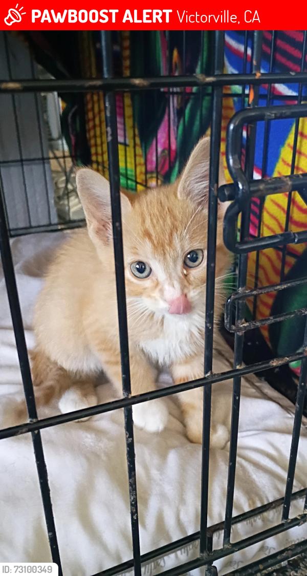 Lost Male Cat last seen Near stonecress street, Victorville, CA 92394
