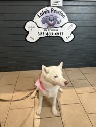 Lost Female Dog last seen W 51st Pl, Los Angeles, CA 90037