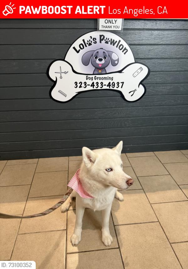 Lost Female Dog last seen W 51st Pl, Los Angeles, CA 90037