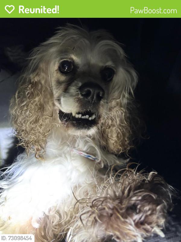 Reunited Unknown Dog last seen Port St. Lucie, Port St. Lucie, FL 34986