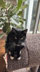 Lost Male Cat last seen Palmer, Walnut Creek, CA 94596