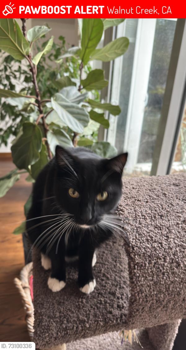 Lost Male Cat last seen Palmer, Walnut Creek, CA 94596