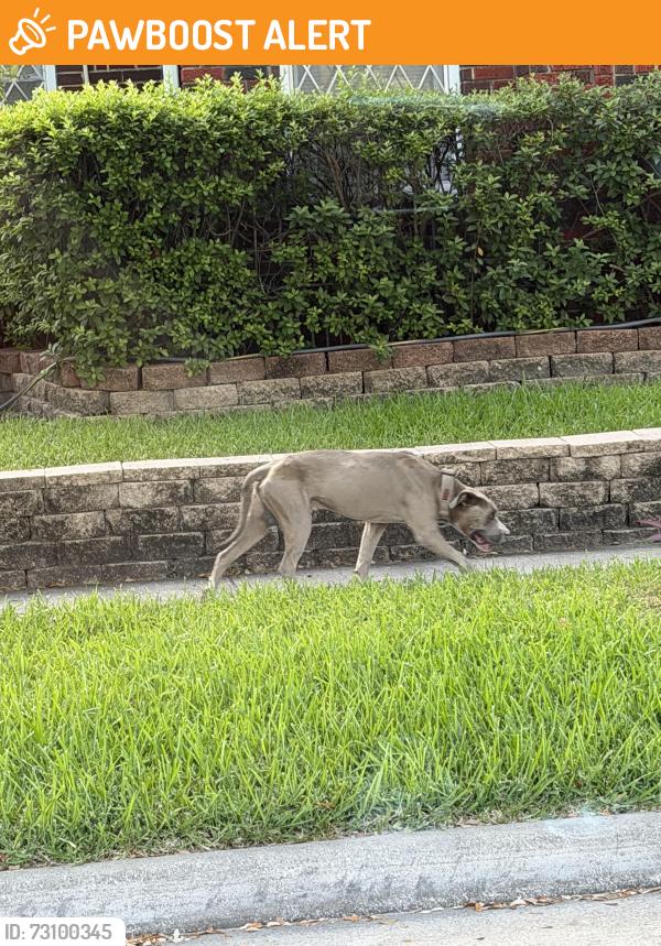 Found/Stray Male Dog last seen Buffalo Speedway & Robinhood Street, West University Place, TX 77005
