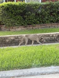 Found/Stray Male Dog last seen Buffalo Speedway & Robinhood Street, West University Place, TX 77005