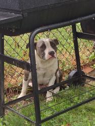 Reunited Female Dog last seen Near E Walnut Ln, Philadelphia, PA 19144, USA, Philadelphia, PA 19144